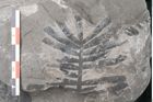 Foto (Detailansicht) von Pterophyllum longifolium Br. (NHMW-GEO-2024-0188-10624)